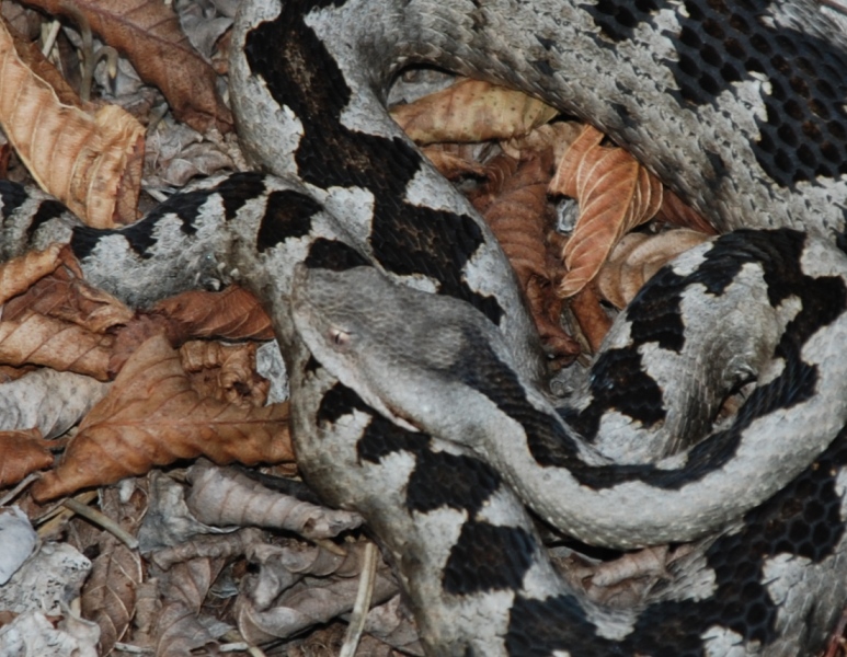 Vipera da identificare